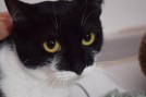 Katze1 (1)